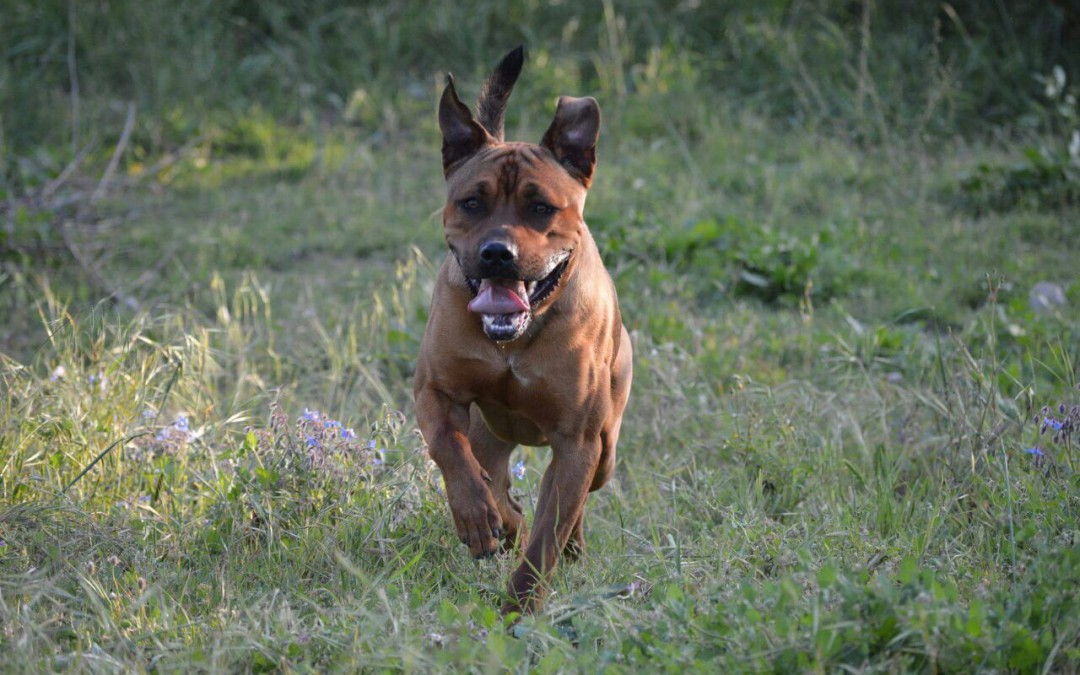 Argo