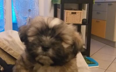 Artù